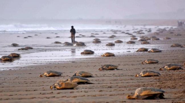Olive Ridley Turtles Nesting Site In Ganjam Coast - Sakshi Post