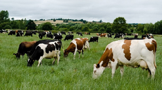 About 24,000 cows have already been killed in New Zealand in recent months About 24,000 cows have already been killed in New Zealand in recent months - Sakshi Post