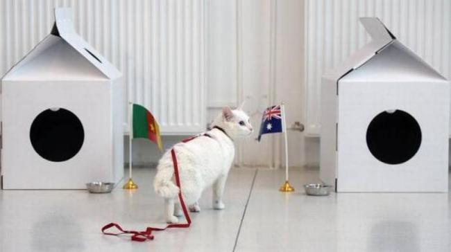 For the World Cup, Achilles will move out of his lifelong home of the basements of the Hermitage, where he works with a team of dozens of other cats to keep the world-famous museum free of rodents. For the World Cup, Achilles will move out of his lifelong home of the basements of the Hermitage, where he works with a team of dozens of other cats to keep the world-famous museum free of rodents. - Sakshi Post