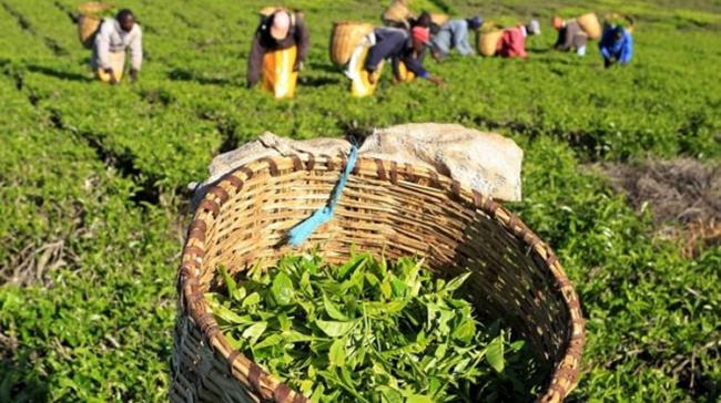 In India, small growers produced 38.04 million kg in April as against 43 million kg produced by them in the year-ago month In India, small growers produced 38.04 million kg in April as against 43 million kg produced by them in the year-ago month - Sakshi Post