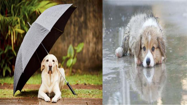 Easy Way Of Caring Pets In Monsoon&amp;amp;nbsp; - Sakshi Post