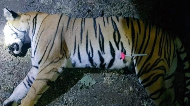 Avni, a five-year old alleged man-eater tigress who had created terror in Maharshtra’s Vidarbha forests, was shot dead on Saturday in Yavatmal district. - Sakshi Post