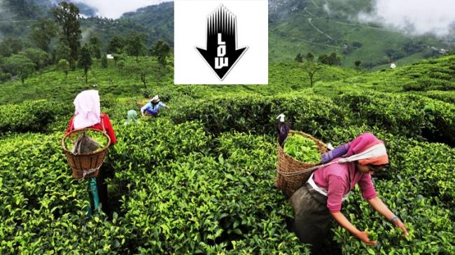 India’s Tea Production Falls 3.7% - Sakshi Post