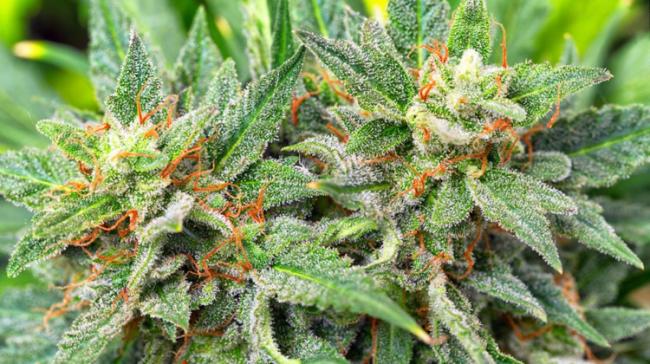 Marijuana Legalised In Thailand For Medicine Purpose Marijuana Legalised In Thailand For Medicine Purpose - Sakshi Post