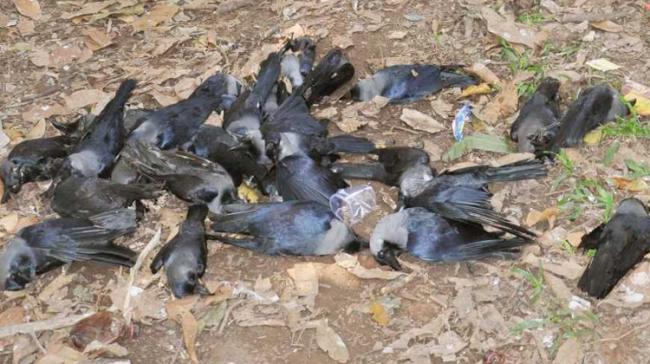 Carcasses Of Crows Found In Two Places In Patna Carcasses Of Crows Found In Two Places In Patna - Sakshi Post