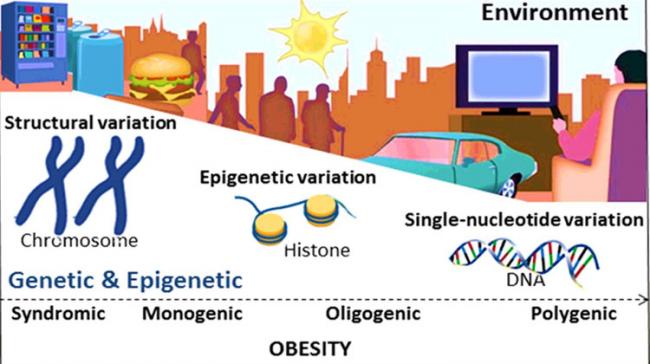 Obesity Causing Genes Identified - Sakshi Post