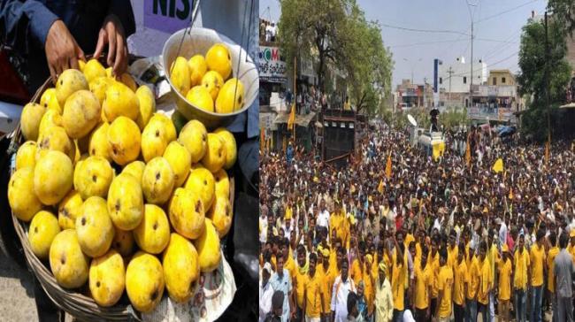 Banganapalle Mango Orchards Empty, Thanks To Election Campaign In AP - Sakshi Post