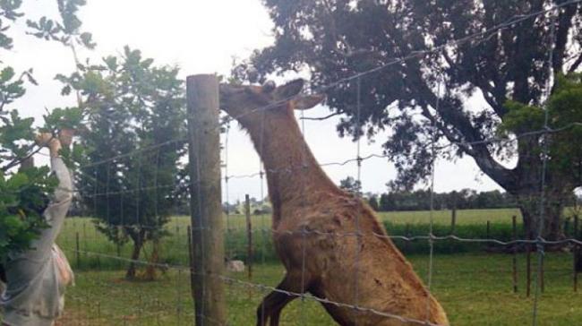 Pet Deer Kills Man And Injures Wife In Rural Australia - Sakshi Post