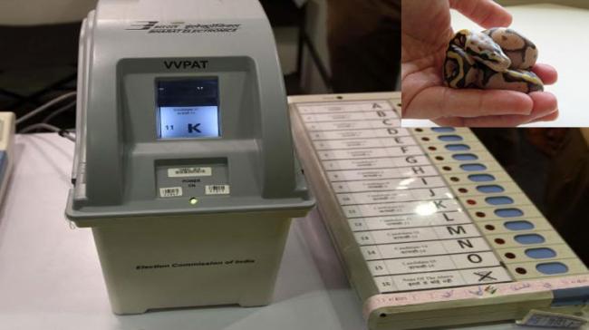 Snake Inside VVPAT Machine Snake Inside VVPAT Machine - Sakshi Post