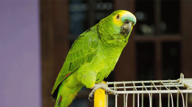 The arrested parrot - Sakshi Post