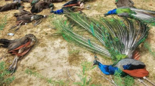 Neemuch Man Lynched On Suspicion Of Stealing Peacocks - Sakshi Post