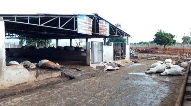 Mystery Shrouds Death Of 80 Cows In Vijayawada Shelter Home - Sakshi Post