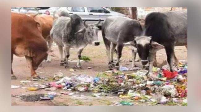 Stray Cattle In Goa Eating Only Scraps Of Chicken And Fish! - Sakshi Post