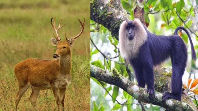 Swamp Deer and Lion-Tailed Macaque - Sakshi Post