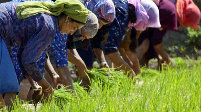 Farmers in Jammu and Kashmir - Sakshi Post