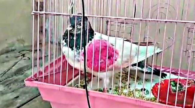 The pigeon that was found in Kathua on Sunday - Sakshi Post