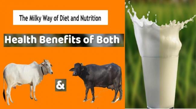 Buffalo Milk Vs Cow Milk For Weight Loss - Sakshi Post