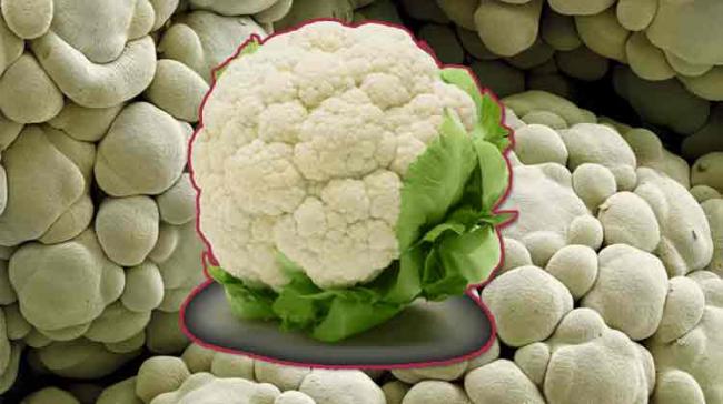  The Maths behind the ‘fractal’ shape of the Cauliflower Solved - Sakshi Post