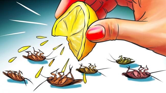5 Methods For Keeping Cockroaches Out Of Your Kitchen - Sakshi Post