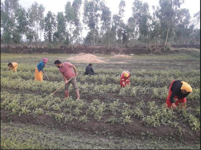 Warangal: Farmers Won't Give Their Lands For TRS Vijaya Gharjana In Hanamkonda  - Sakshi Post