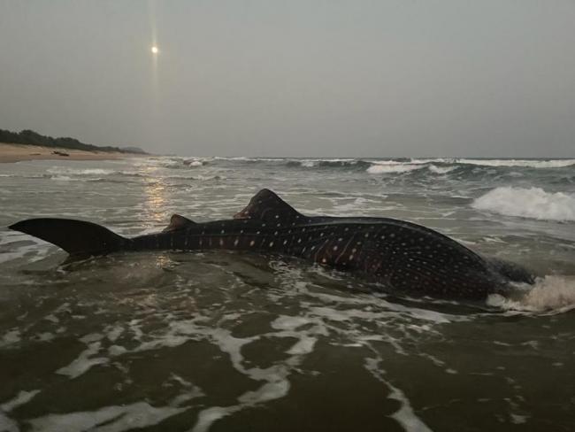 World's Largest Fish Caught In Net Near Visakhapatnam Guided Back To Sea; Pic Surfaces - Sakshi Post