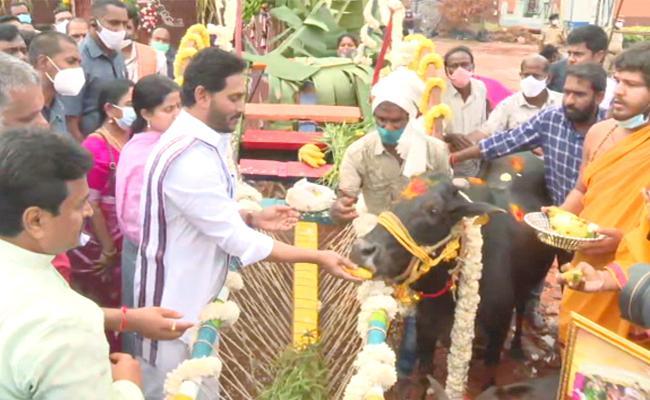 AP CM YS Jagan Couple Participate In Sankranti 2022 Celebrations In Tadepalli Gosala - Sakshi Post