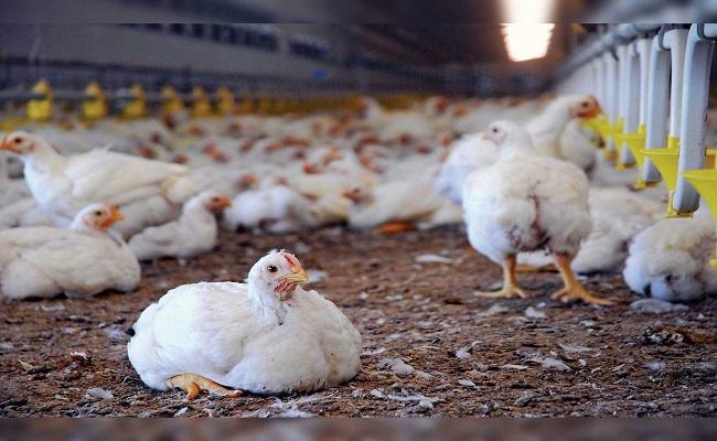 Chicken Prices in AP Touches The Roof on Kanuma - Sakshi Post