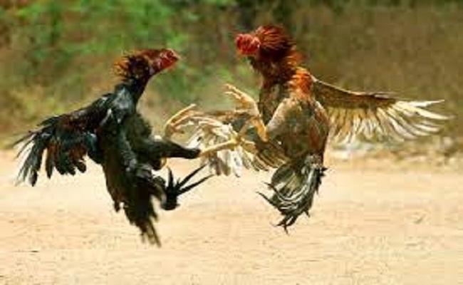 Organising Cockfights on Sankranthi Lands 9 in Jail - Sakshi Post