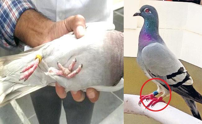Chinese spy pigeons create flutter in Prakasam district - Sakshi Post