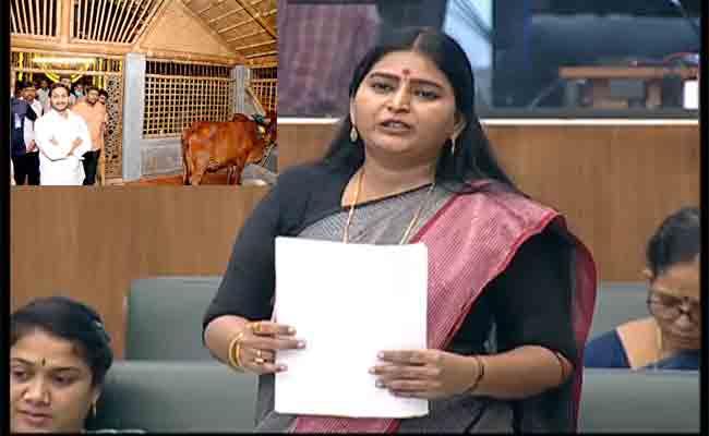 Singanamala YSRCP MLA Jonnalagadda Padmavathi Singanamala YSRCP MLA Jonnalagadda Padmavathy On AP CM YS Jagan Gosala - Sakshi Post