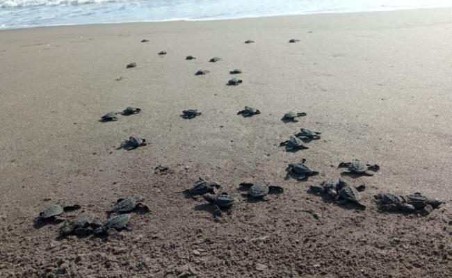 A file photo of Olive Ridley hatchlings paddling towards sea waters - Sakshi Post