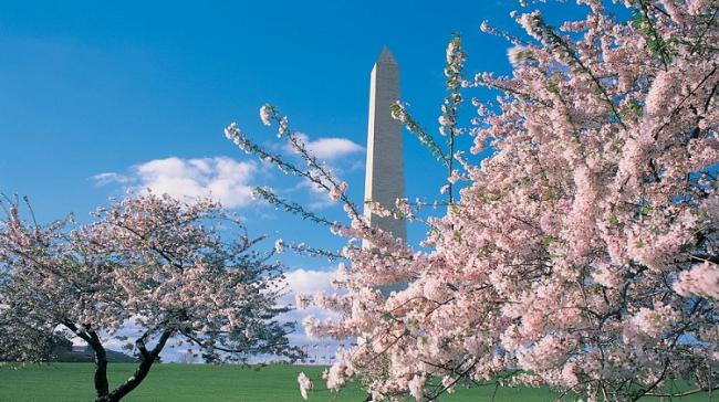 CherryBlossomWashingtonDC - Sakshi Post