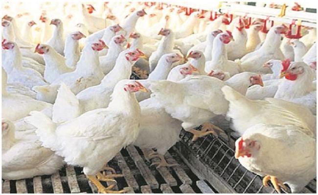 Latest Chicken Prices in Andhra Pradesh - Sakshi Post