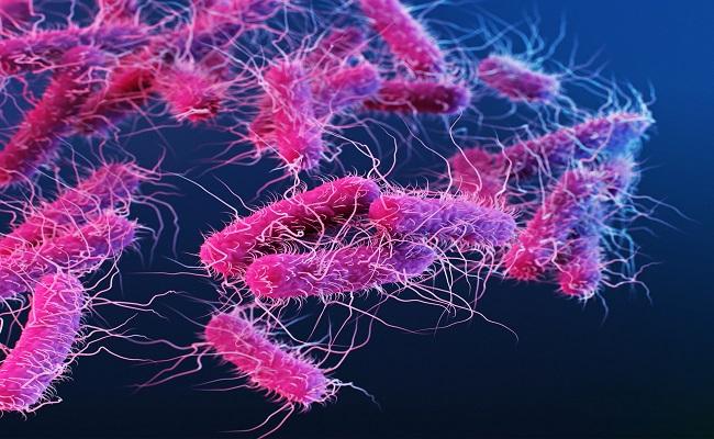 shigellabacteriakeralagirlshawarmadeath - Sakshi Post