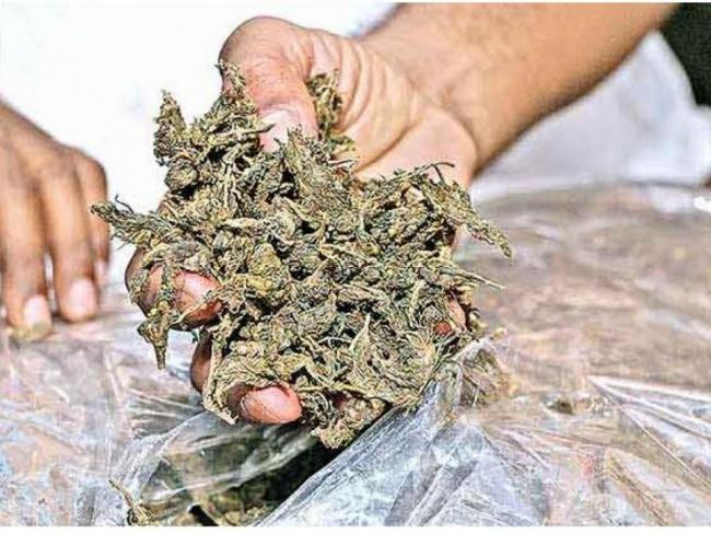 Ganja seized - Sakshi Post