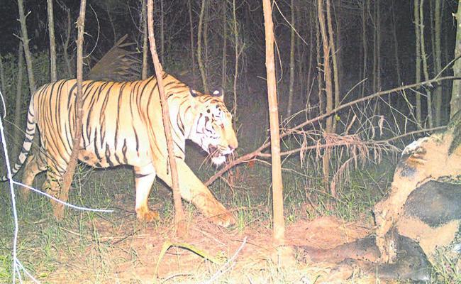 Kakinada: Operation Cage Continues As Elusive Tiger Still Roams Free - Sakshi Post