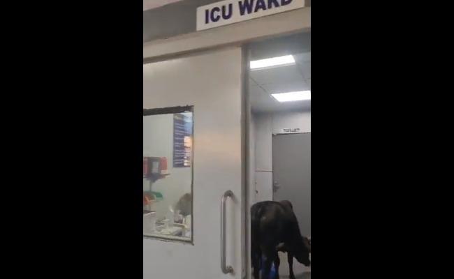 Screengrab of the video Screengrab of the video (Twitter) - Sakshi Post