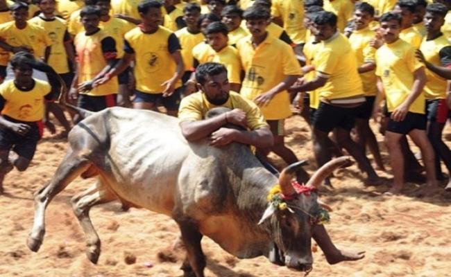 Jallikattu event | File Jallikattu event | File - Sakshi Post