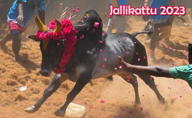 Image Source: Google Jallikattu Deaths in Tamil Nadu and Karnataka - Sakshi Post