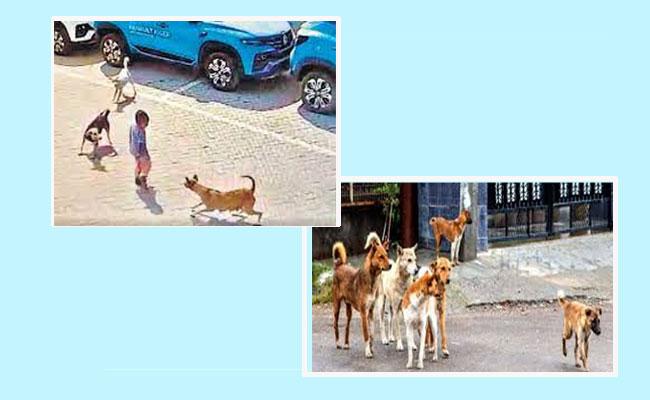 tips to save yourself from stray dog attack - Sakshi Post