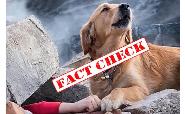 Fact Check: Old Photo Of Dog Sitting In Rubble Spreads After Turkey Earthquake - Sakshi Post