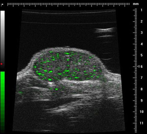 - Sakshi Post