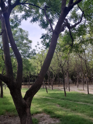 - Sakshi Post