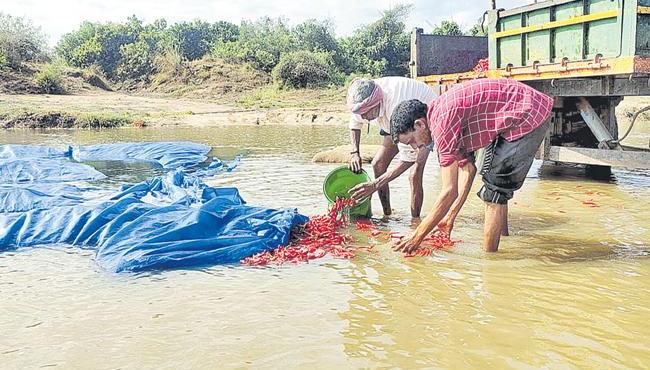 Unseasonal Rains in Telangana Damages Crops